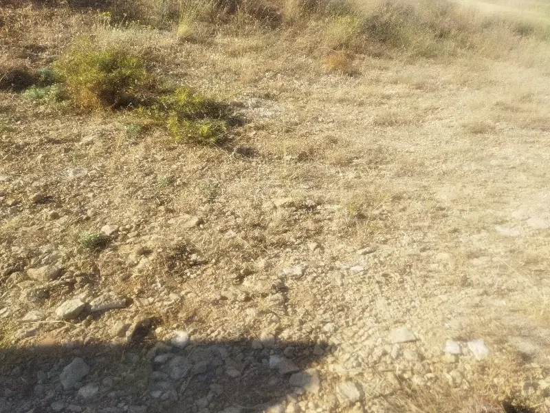فیش زرنان