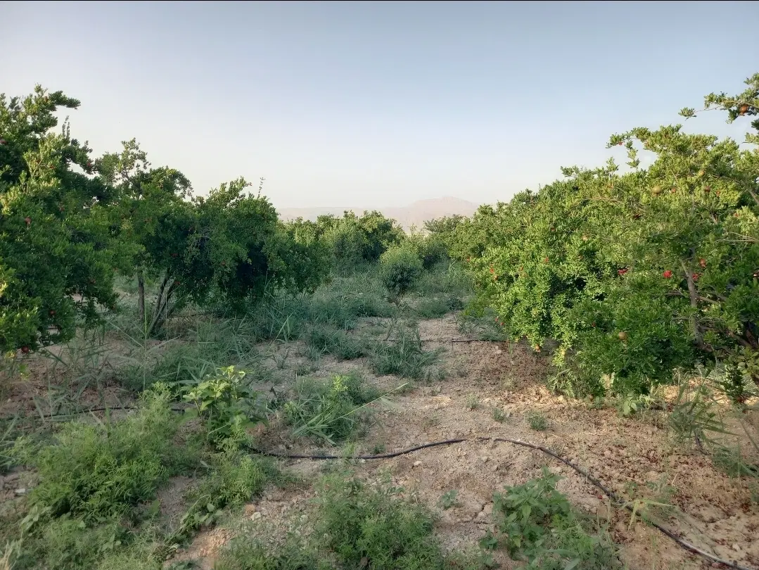 ۱۰۰۰ متر باغ انارمهارلو نزدیک بزرگراه شیرازسروستان