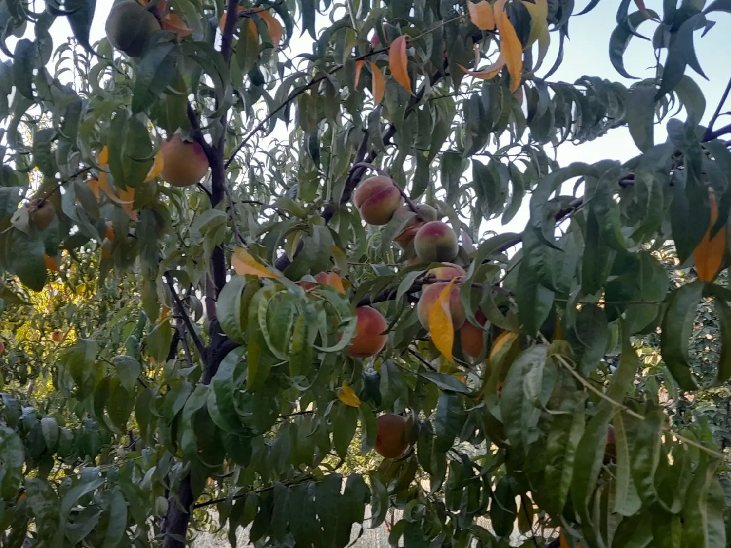 باغ زمین کشاورزی قلیان