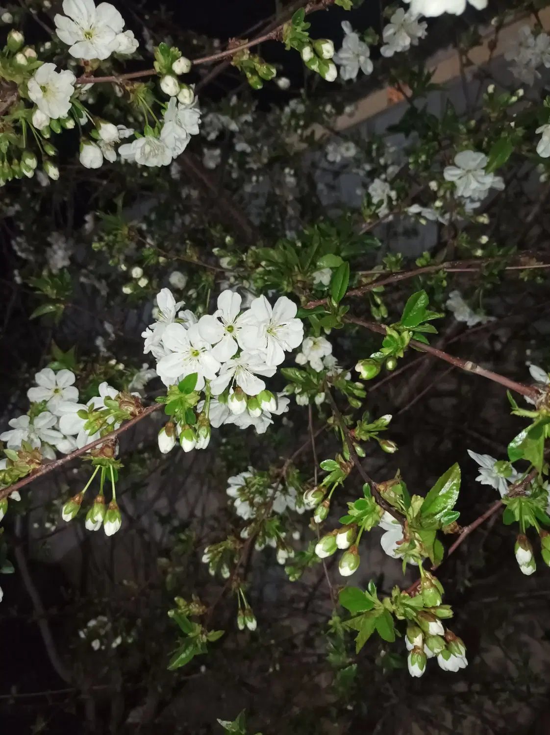 خانه باغ ویلای 200متری