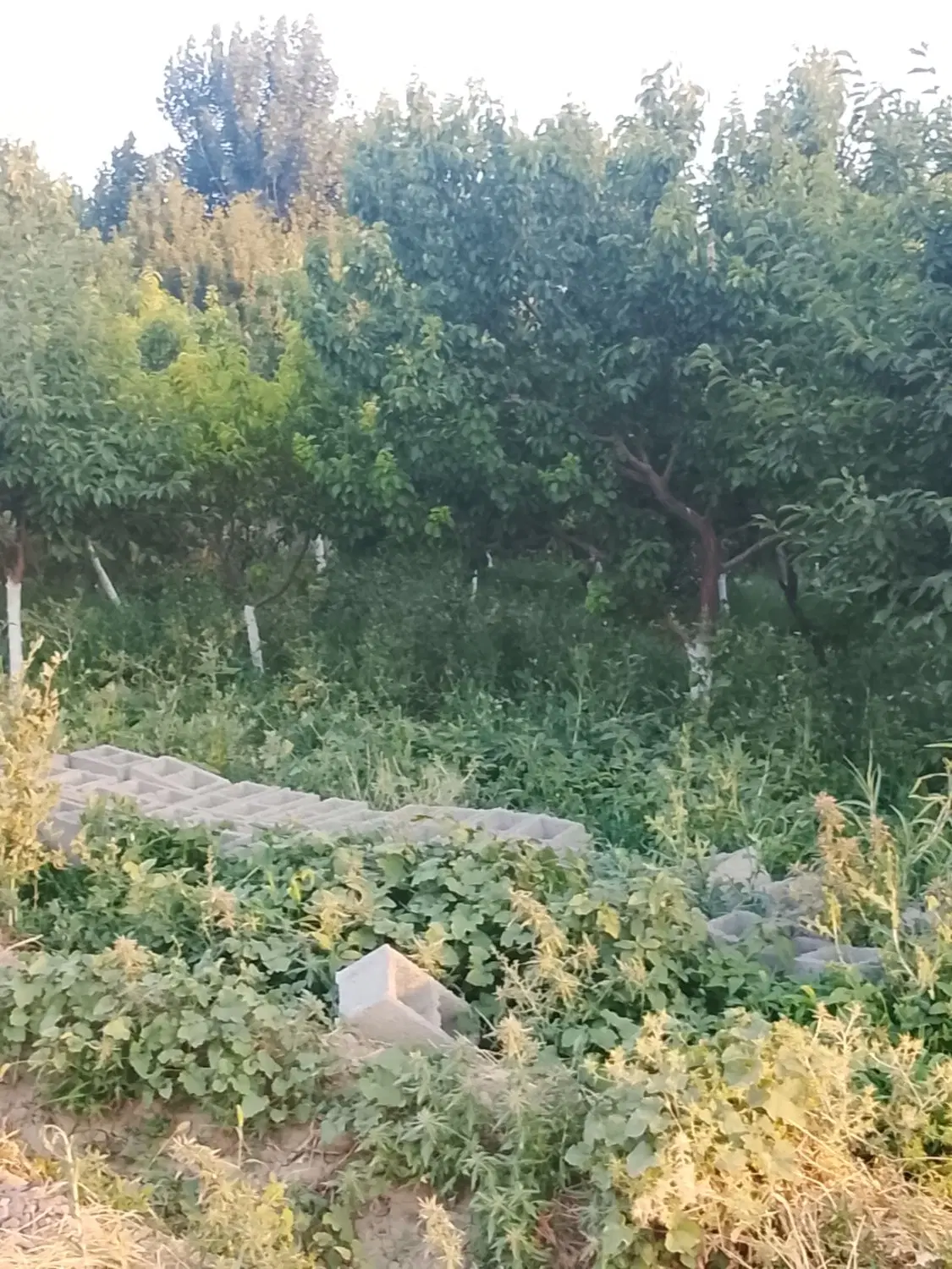 250 متر باغچه پیشک یک ماهدشت