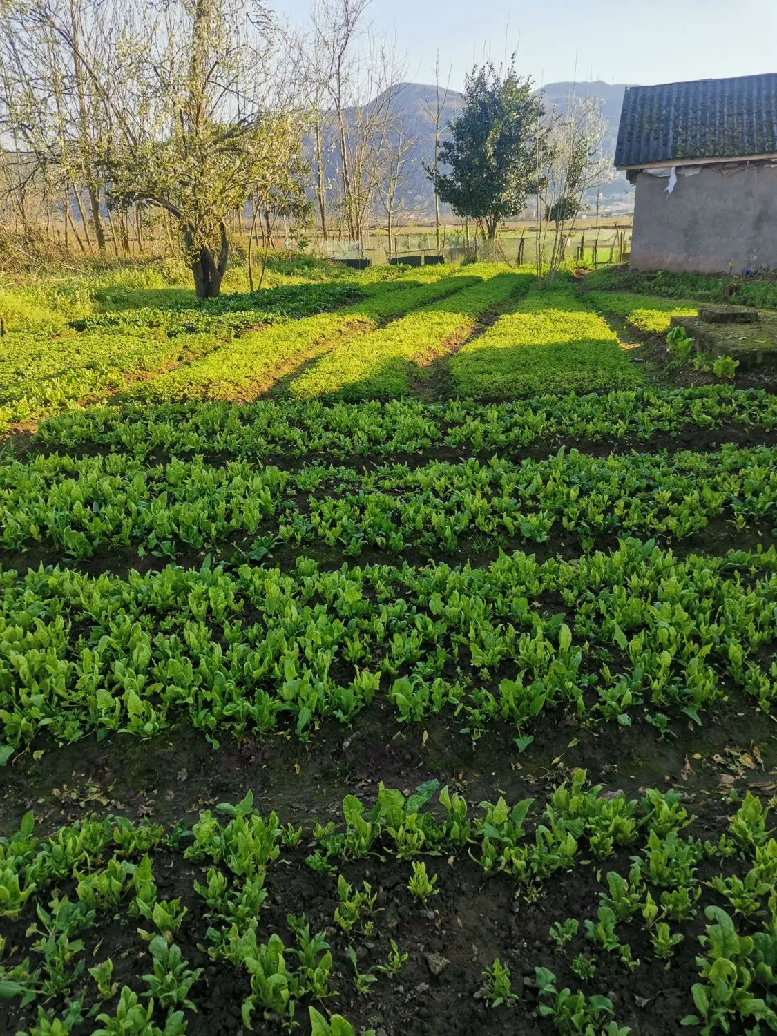 فروش زمین