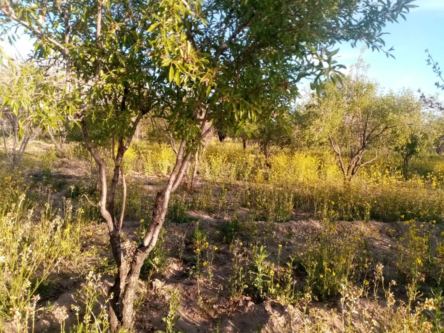 زمین جعفراباد