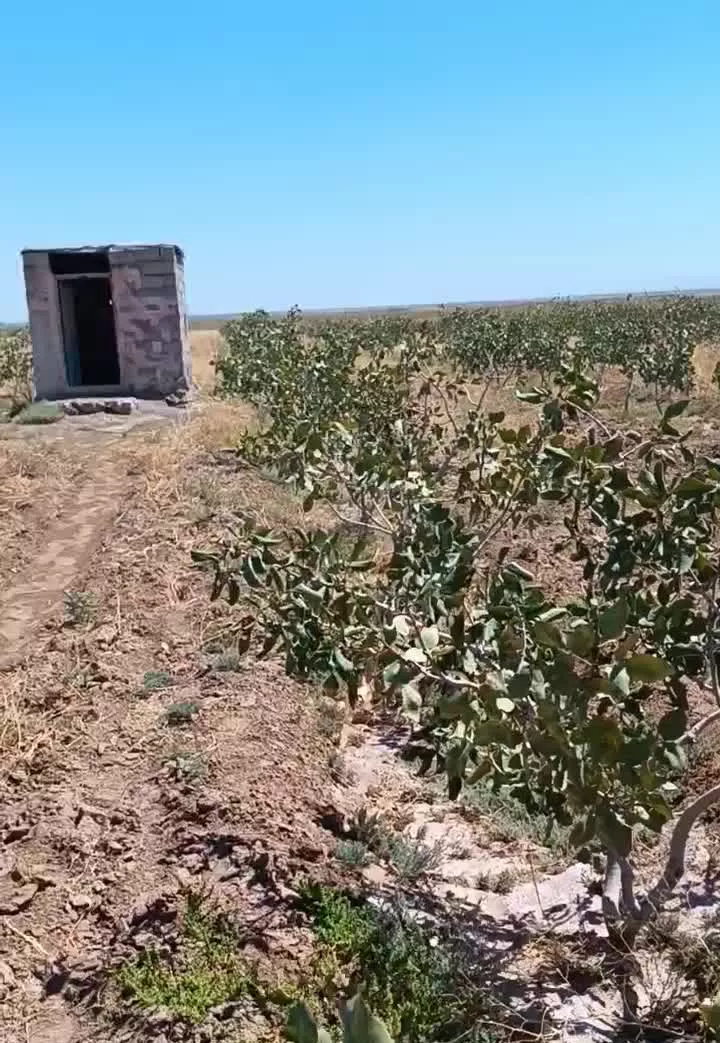 باغ پسته 1_450_000_000میلیارد