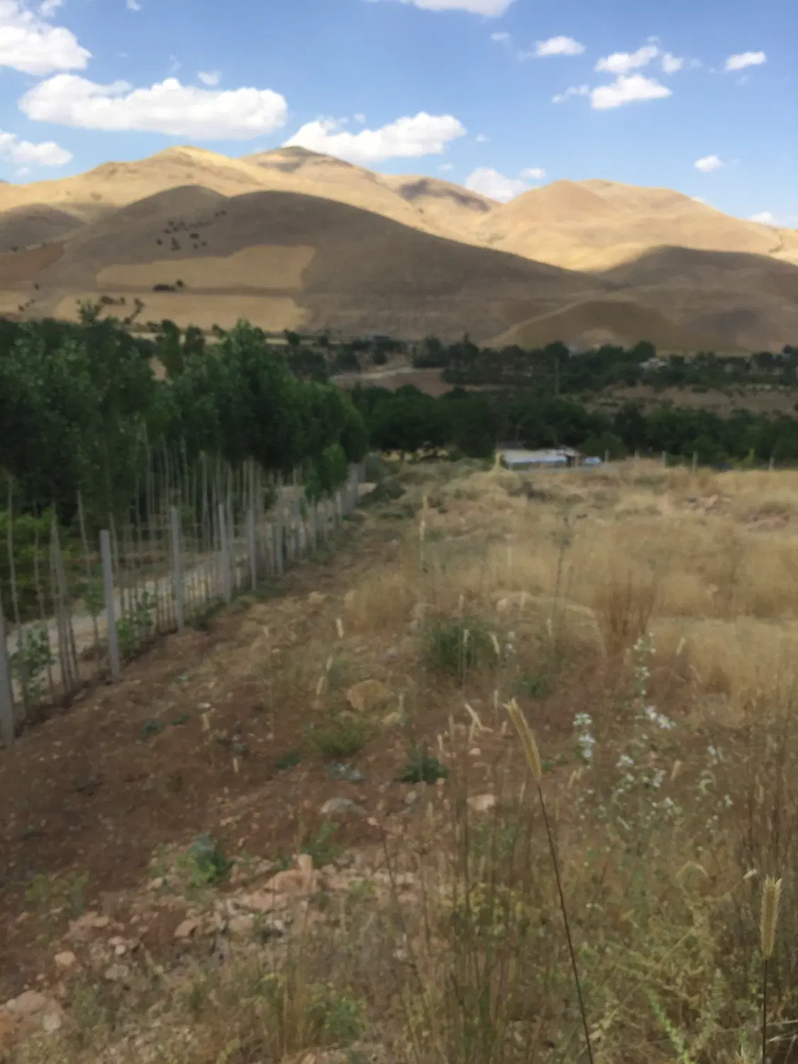 زمین کشاورزی و باغی