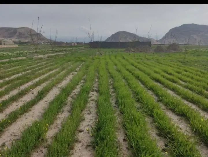 ۳هکتارونیم زمین کشاورزی درشهرچناران
