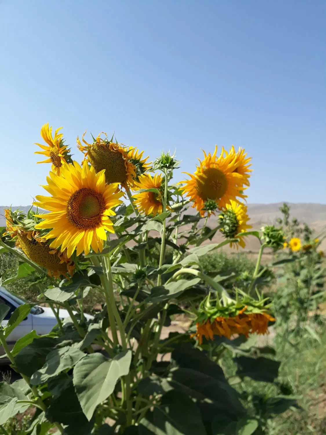 باغچه فروشی