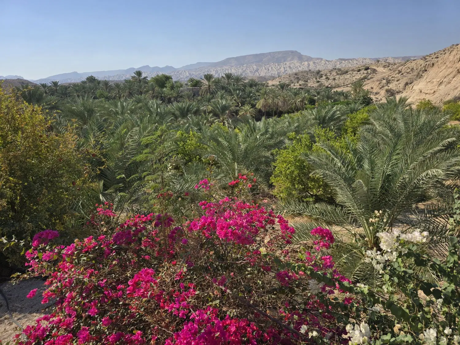زمین مسکونی