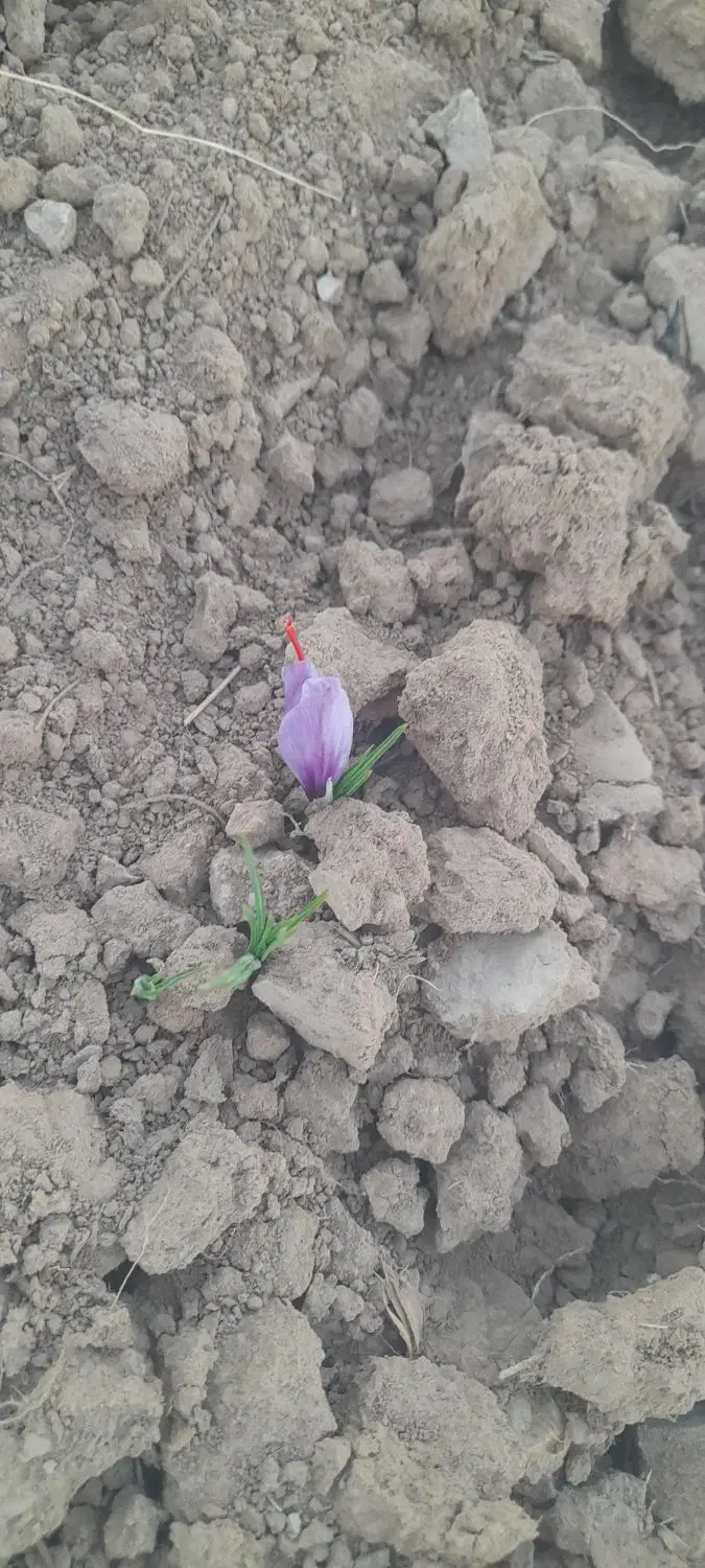 زمین زعفران بهترین سرمایه گذاری