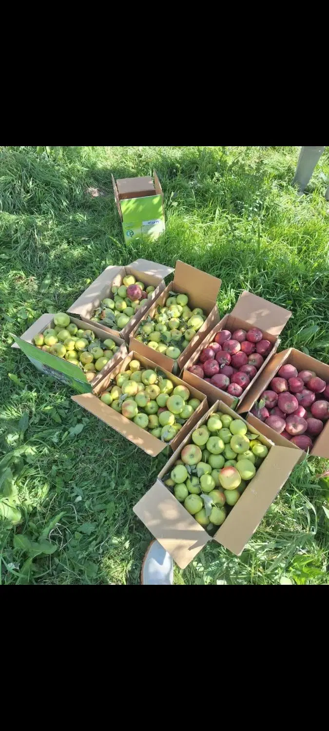 خونه باغ  در فیروزکوه