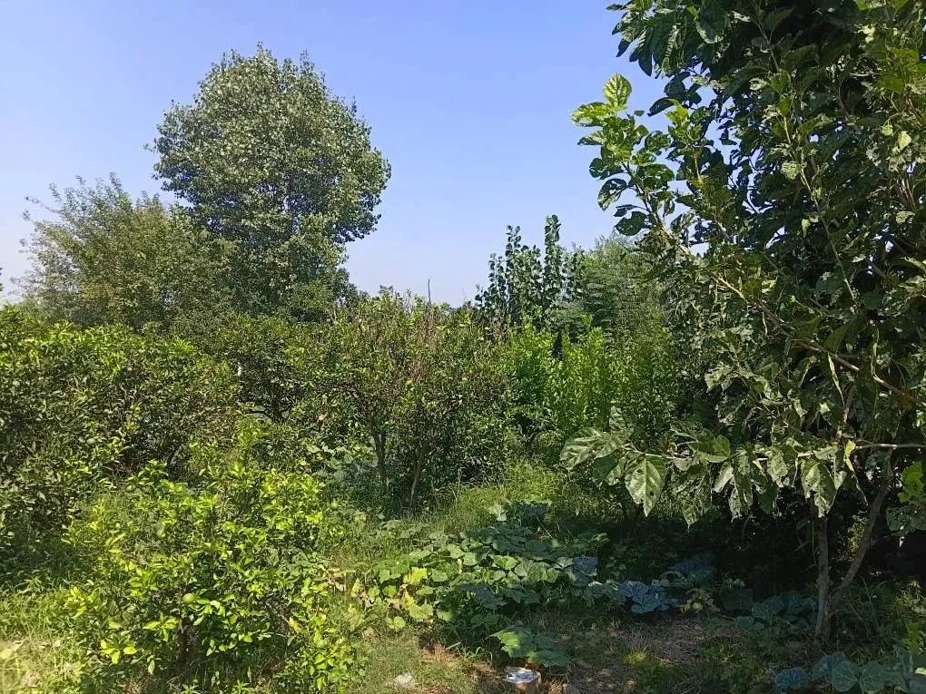 شاهکار سرسبزی در رگندشت ۱۰۰۰ متر باغ‌زمین محصور
