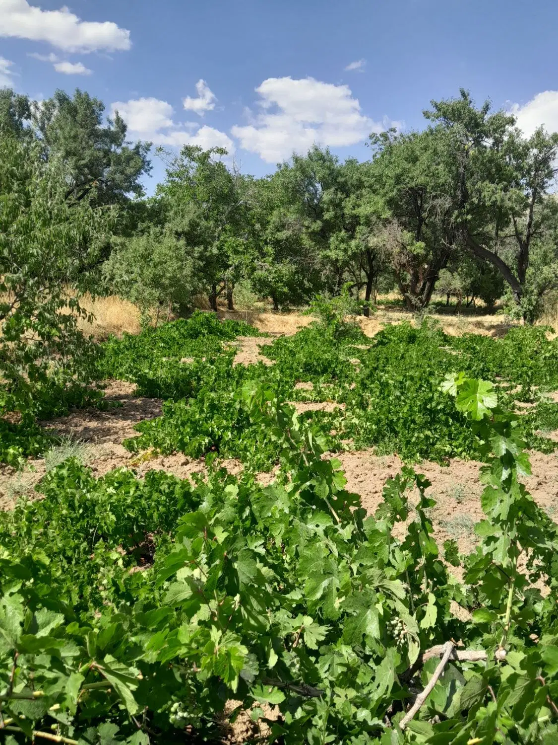 باغ انگور روستای نیاق