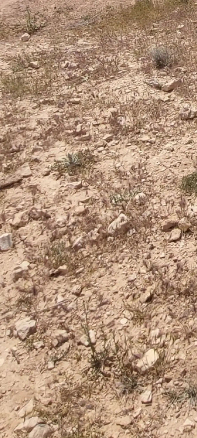 زمین
