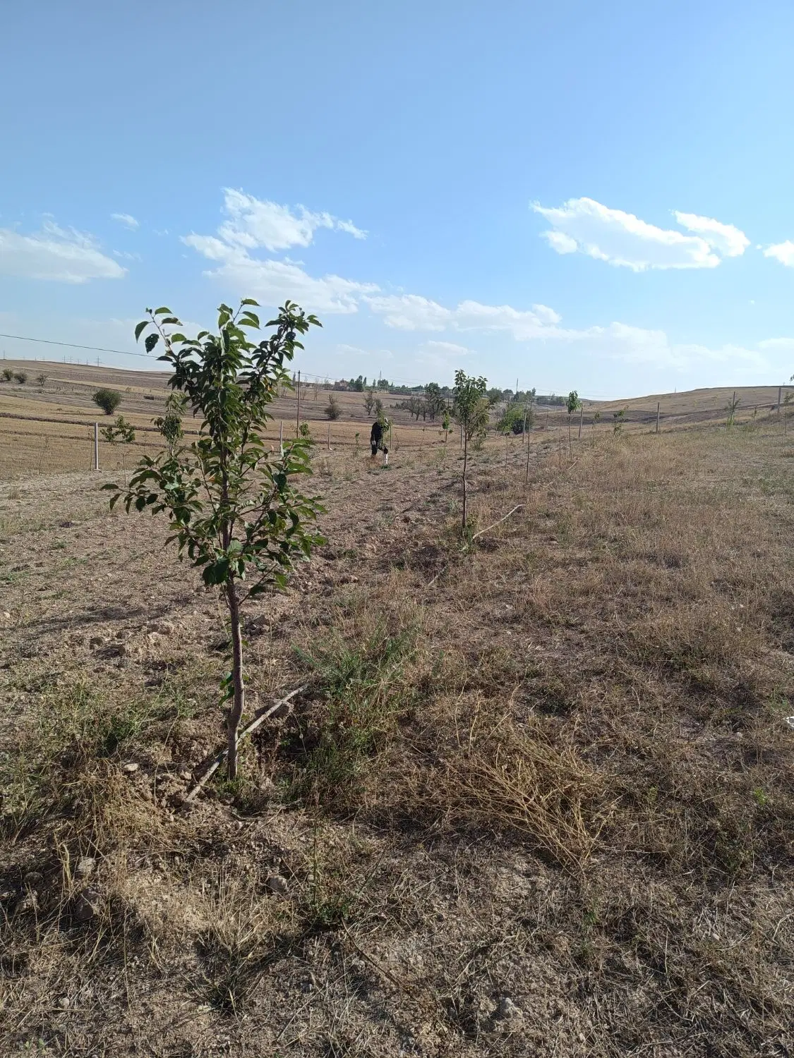 1500متر باغ روستای اسکی شهر