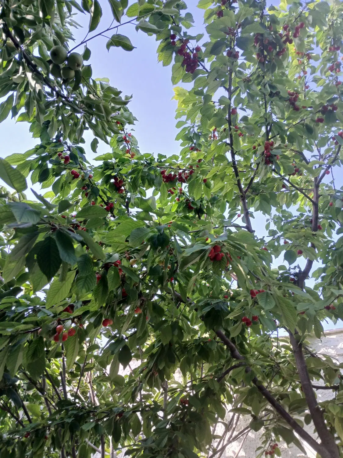 اجاذه زمین‌ کشاورزی صفادشت چند سااه
