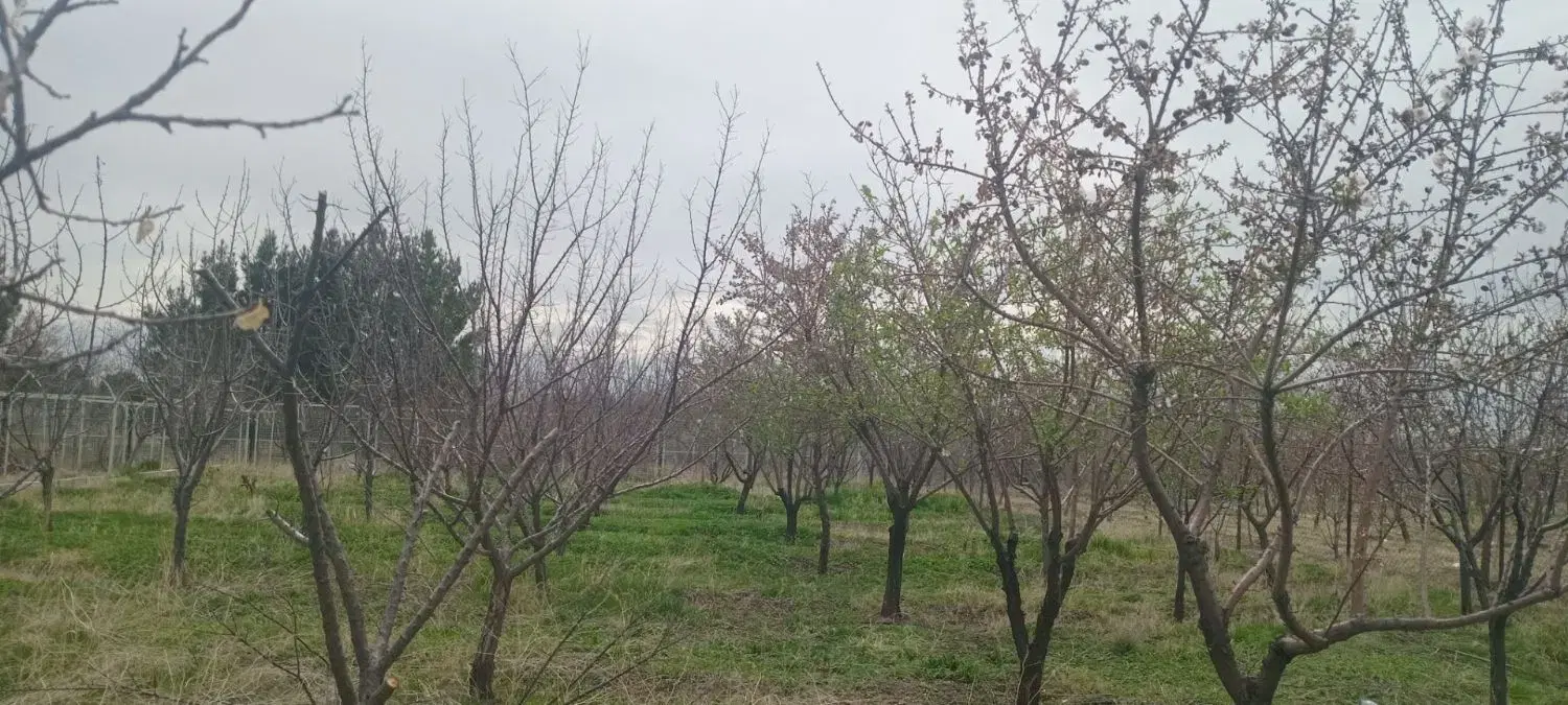 زمین خوش قواره ۸۱۰ متری