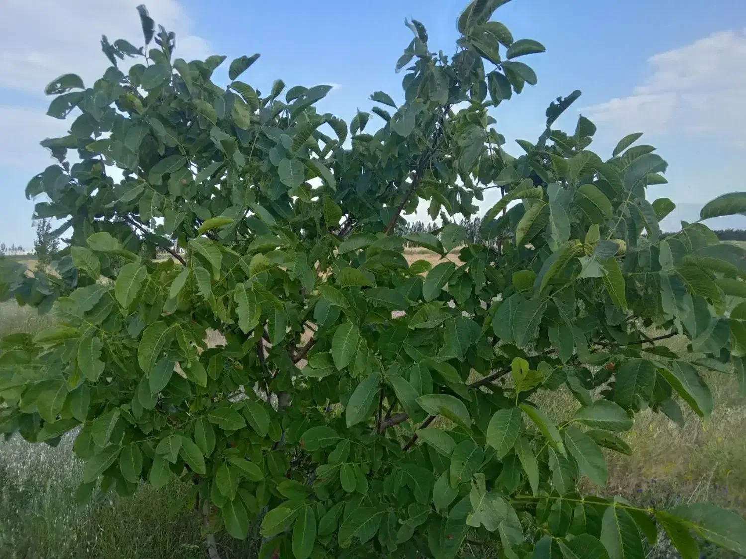 یک باغ با در شهرک صنعتی از اراضی آغمیون