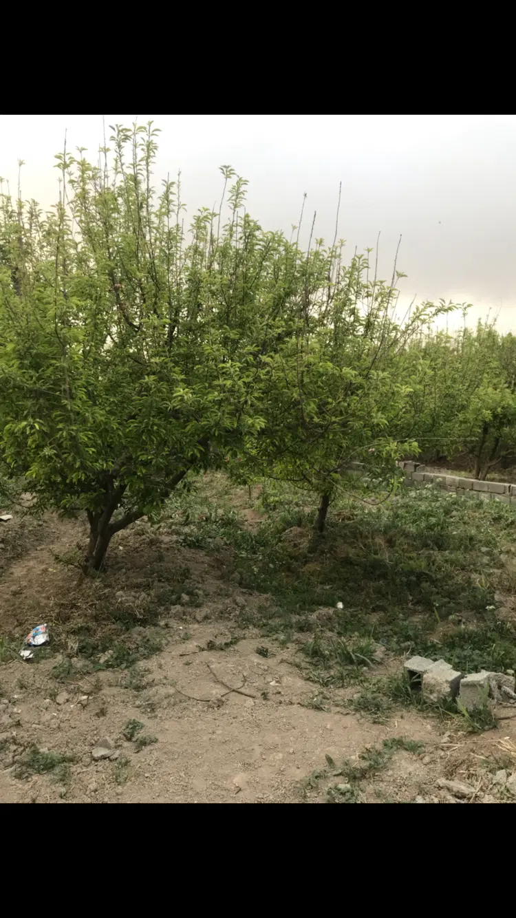 شهریار باغستان دهشاد ۸۵۰ باغ سند تک برگ