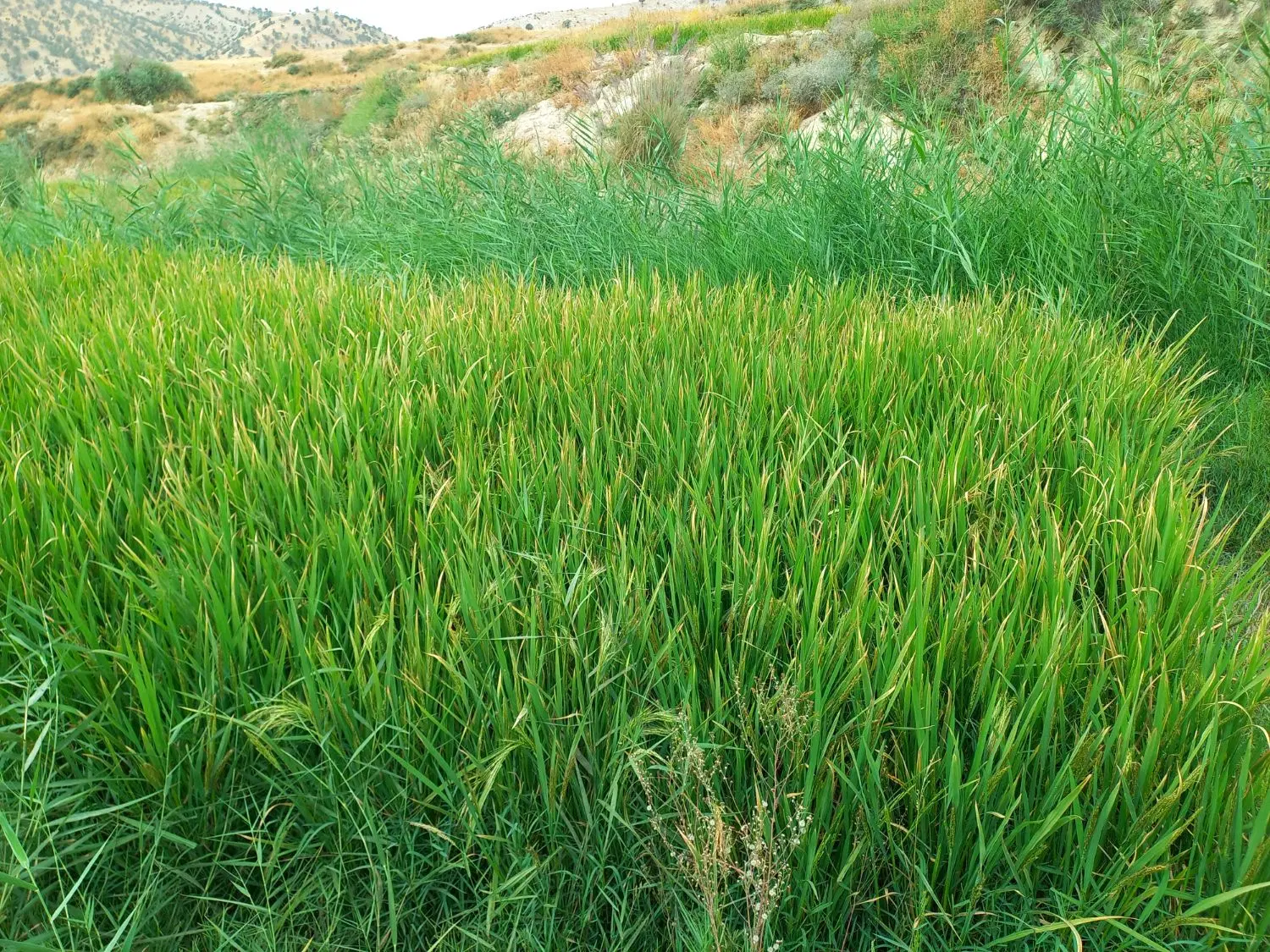 زمین خانه باغ آبی سند تک برگ