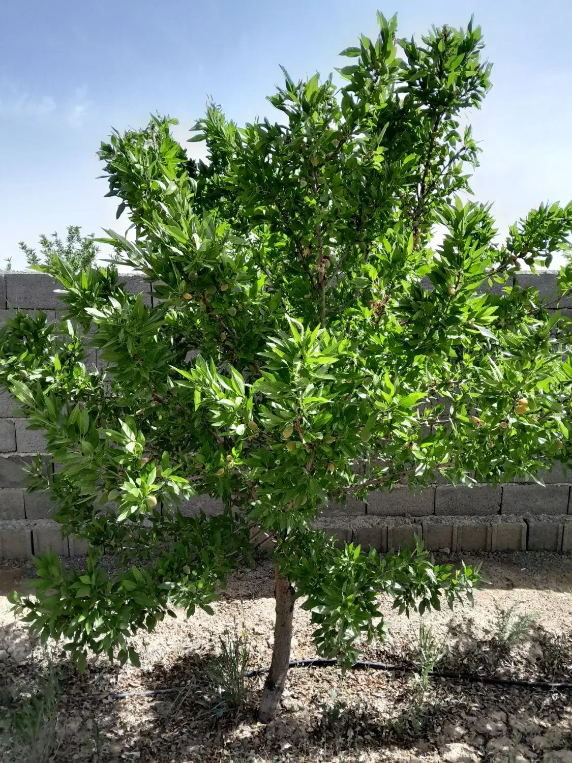زمین باغ درشهر وایقان