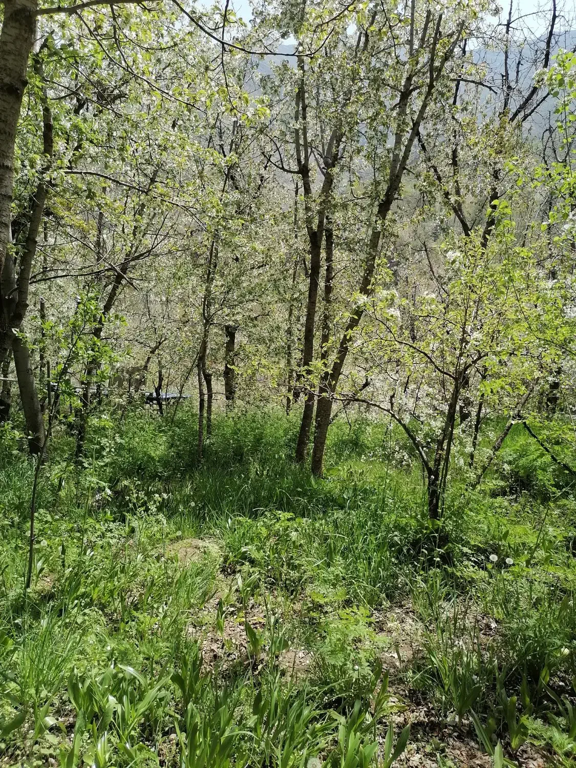 زمین در آهار لواسان