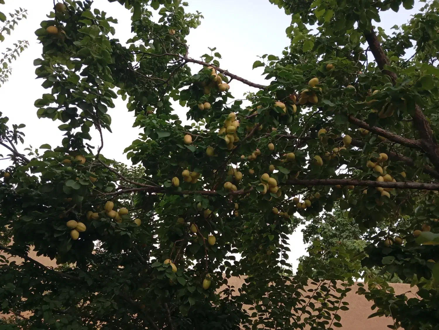 باغ و ویلا