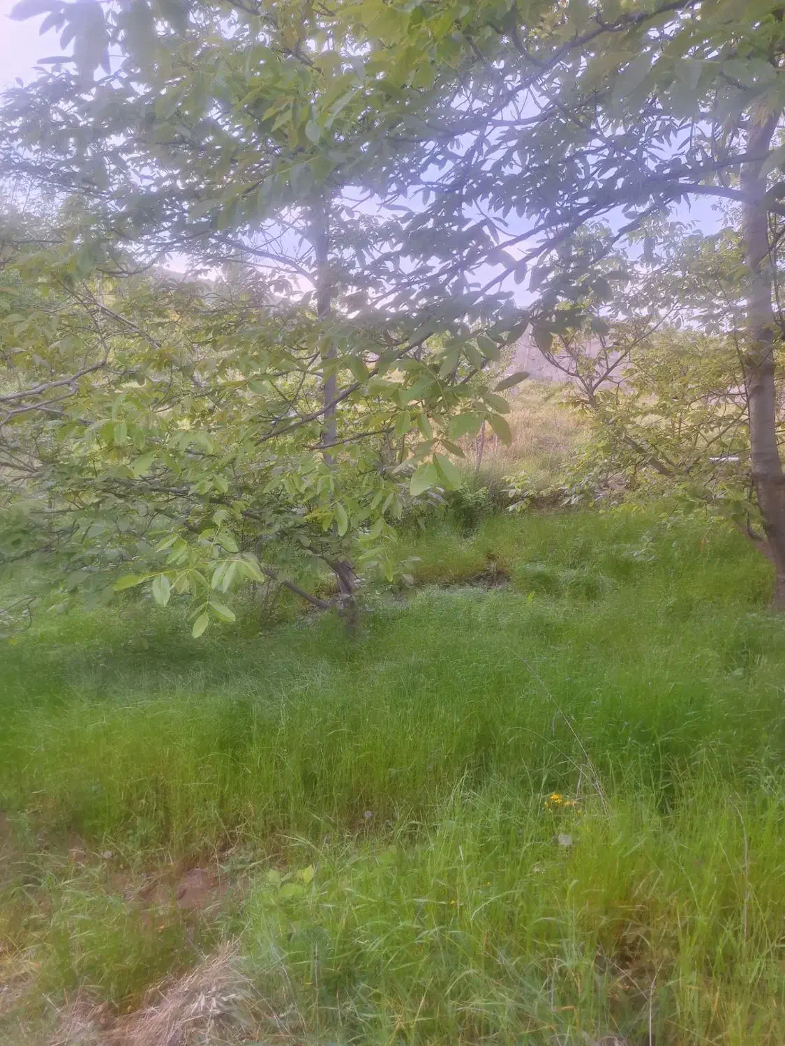 فروش زمین در گرمی،روستای نصرالله بیگلو