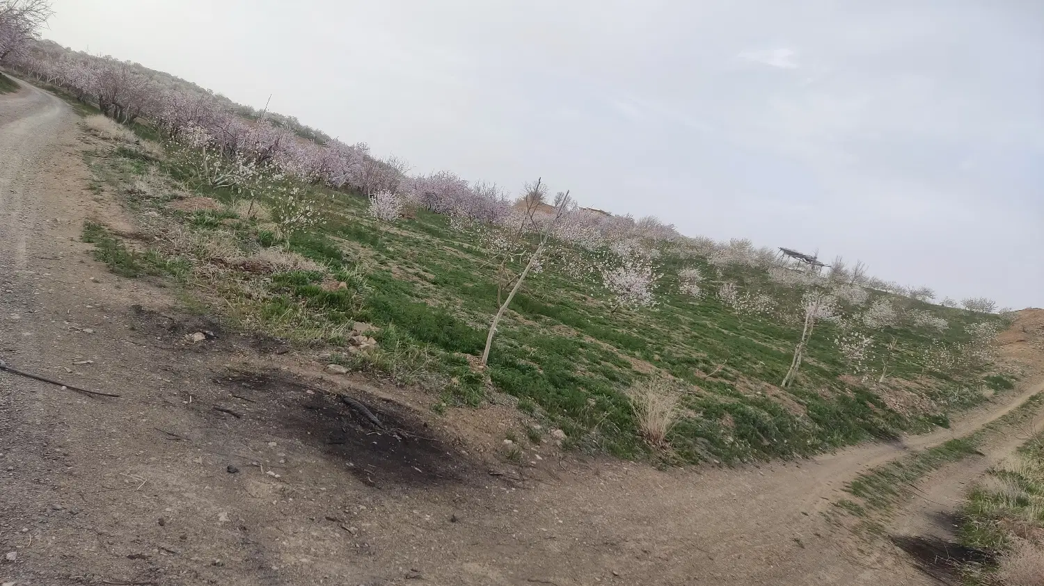 فروش زمین کشا ورزی شهر جونقان