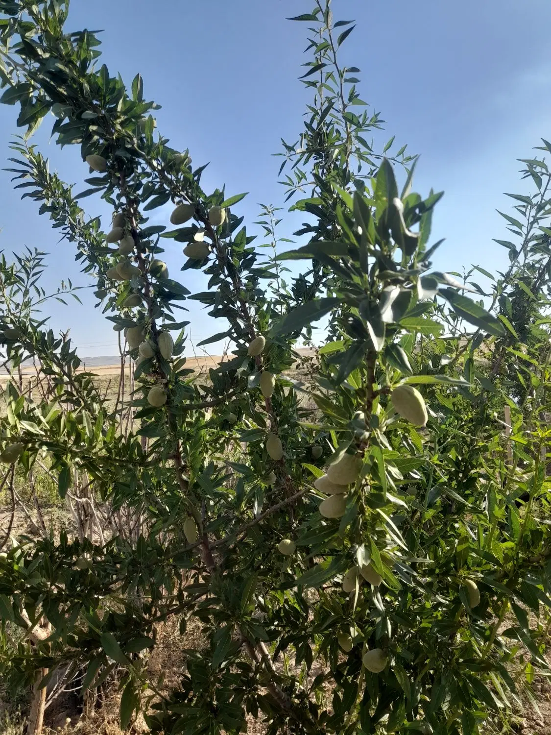 باغ فروشی