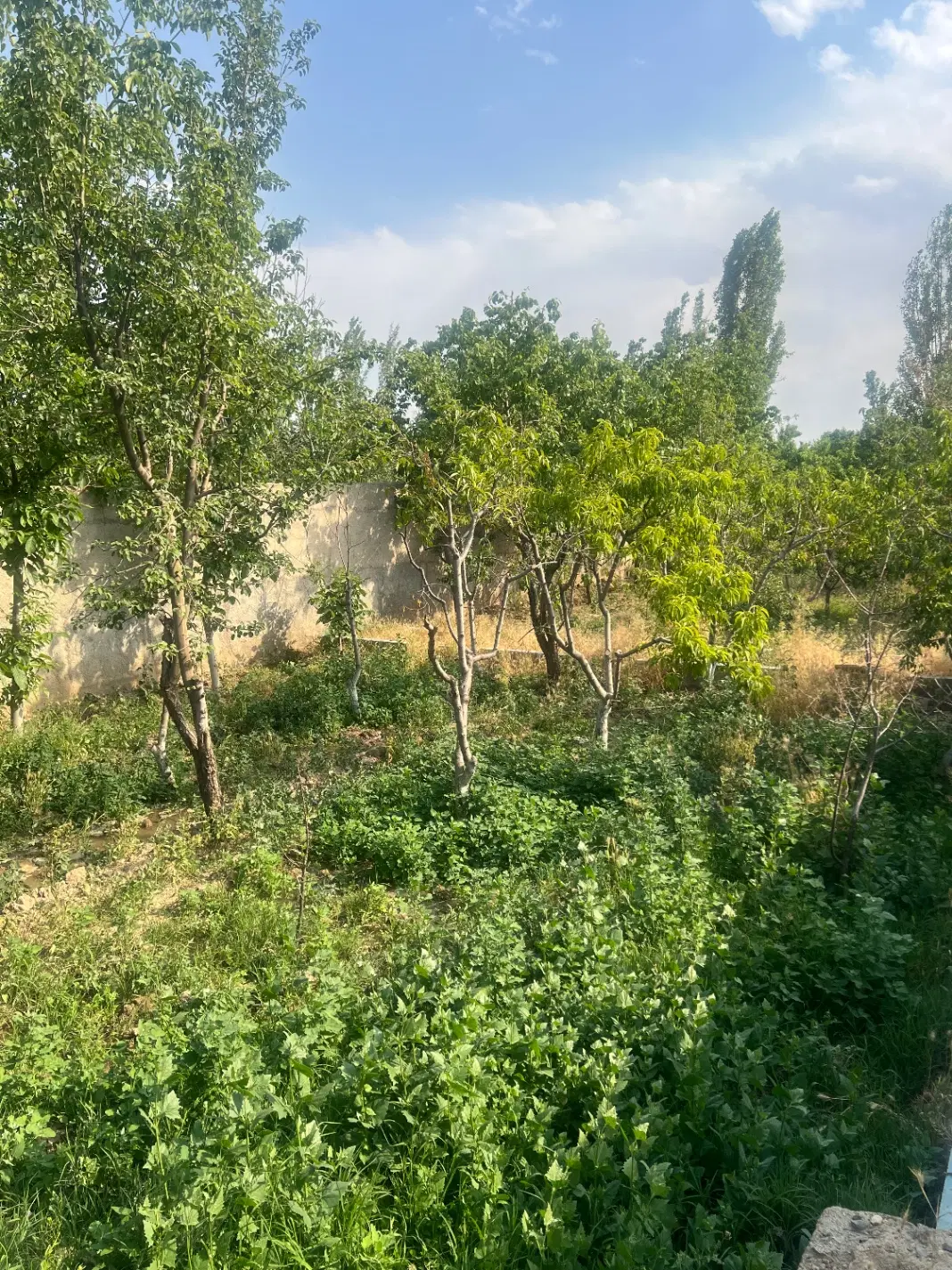 باغچه ۵۰۰ متری