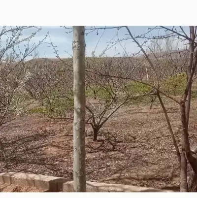 باغ