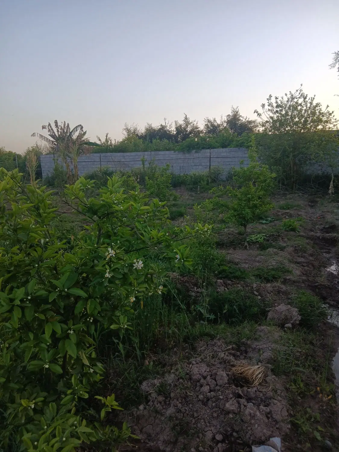 باغچه ۶۰۰متری کوی پردیس بن جعفر