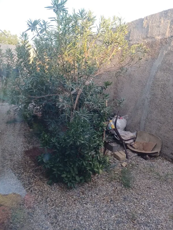 زمین باغی به متراژ ۴۵۰متر نجف آباد م فیروز آباد