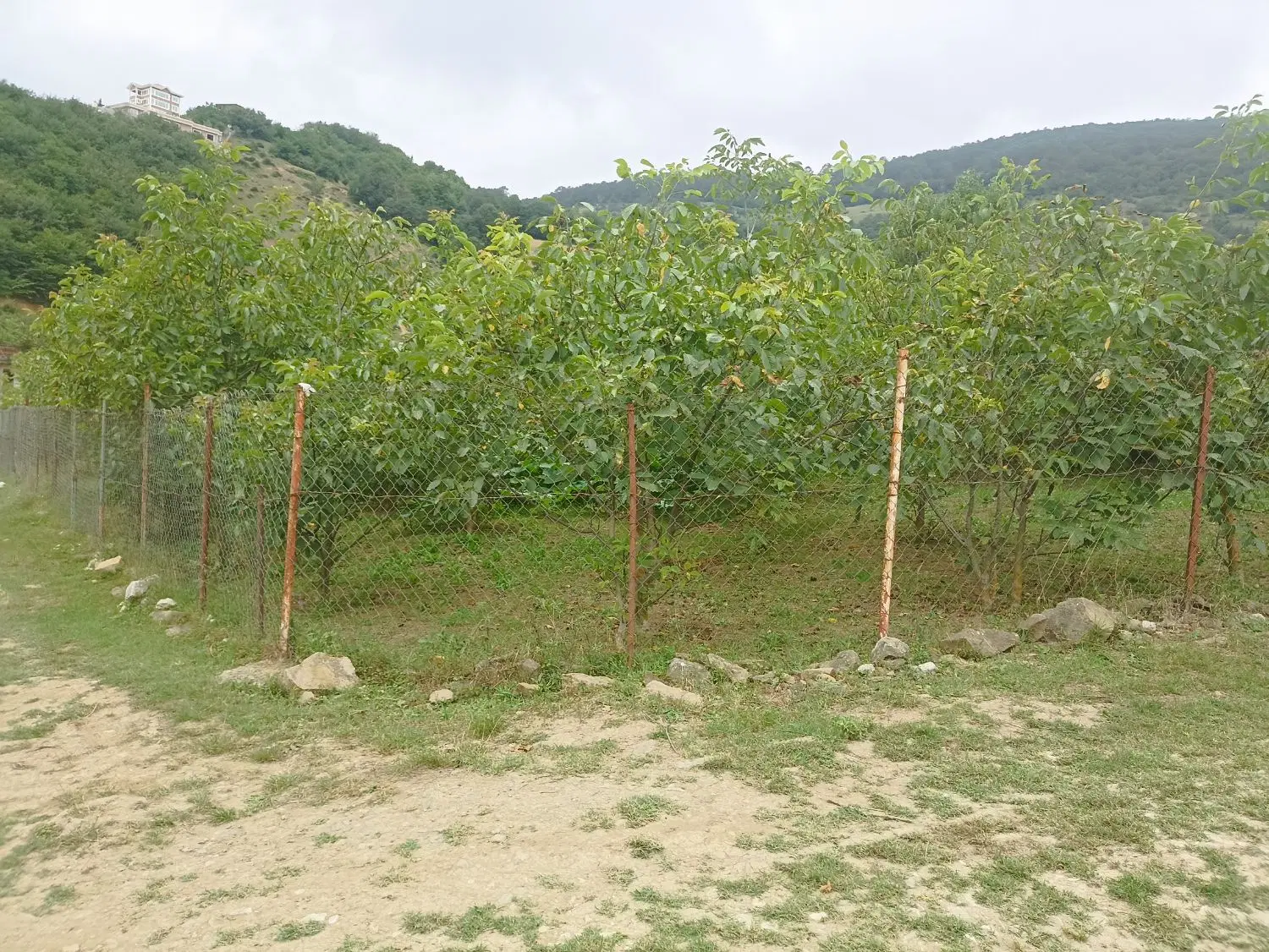 فروش زمین 300متری در کلاردشت روستای کلاک