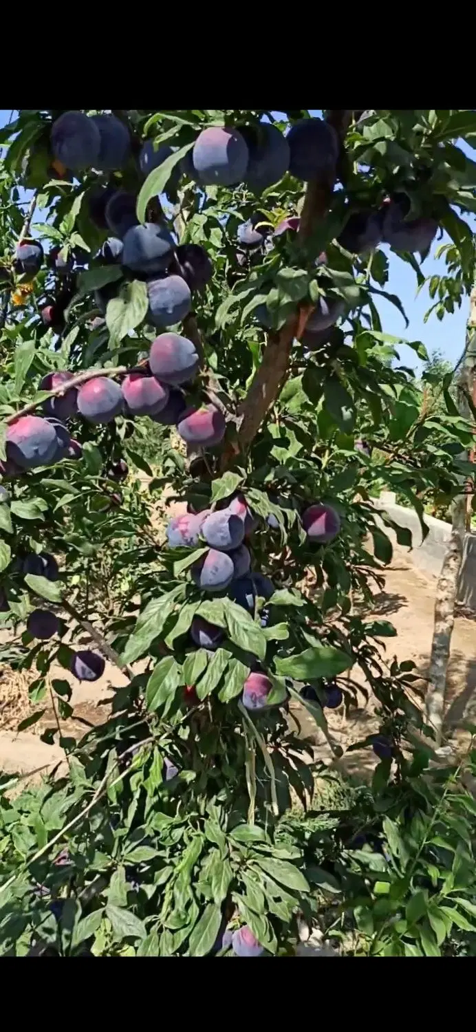 باغچه آلو اختری وسیب سفید