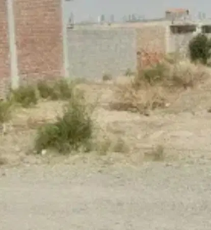 زمین نخلستان
