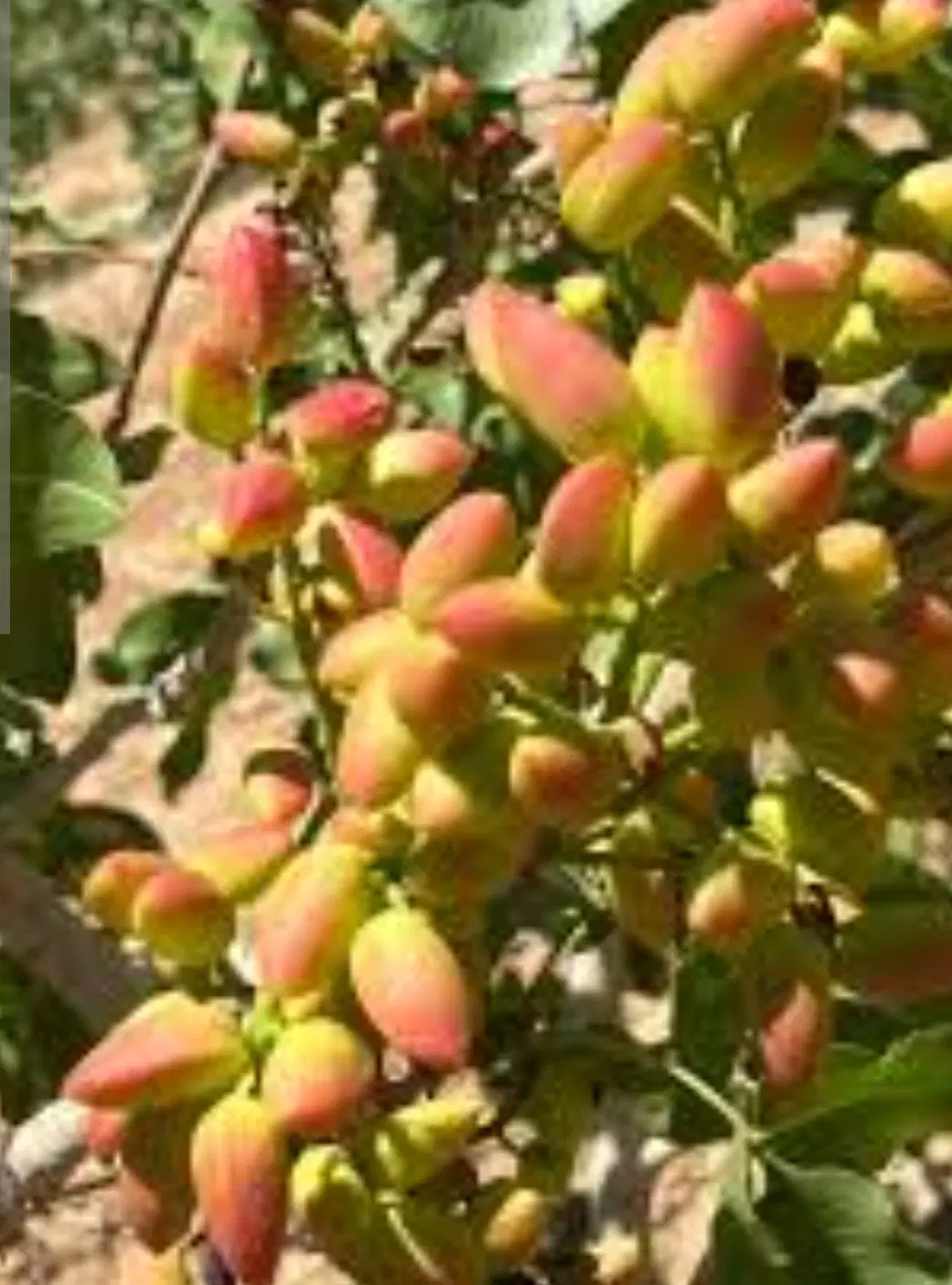 فروش زمین پسته ای