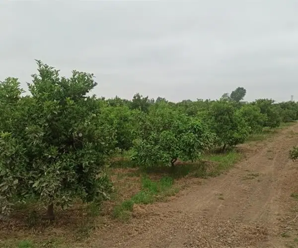 فروش زمین در رامسر