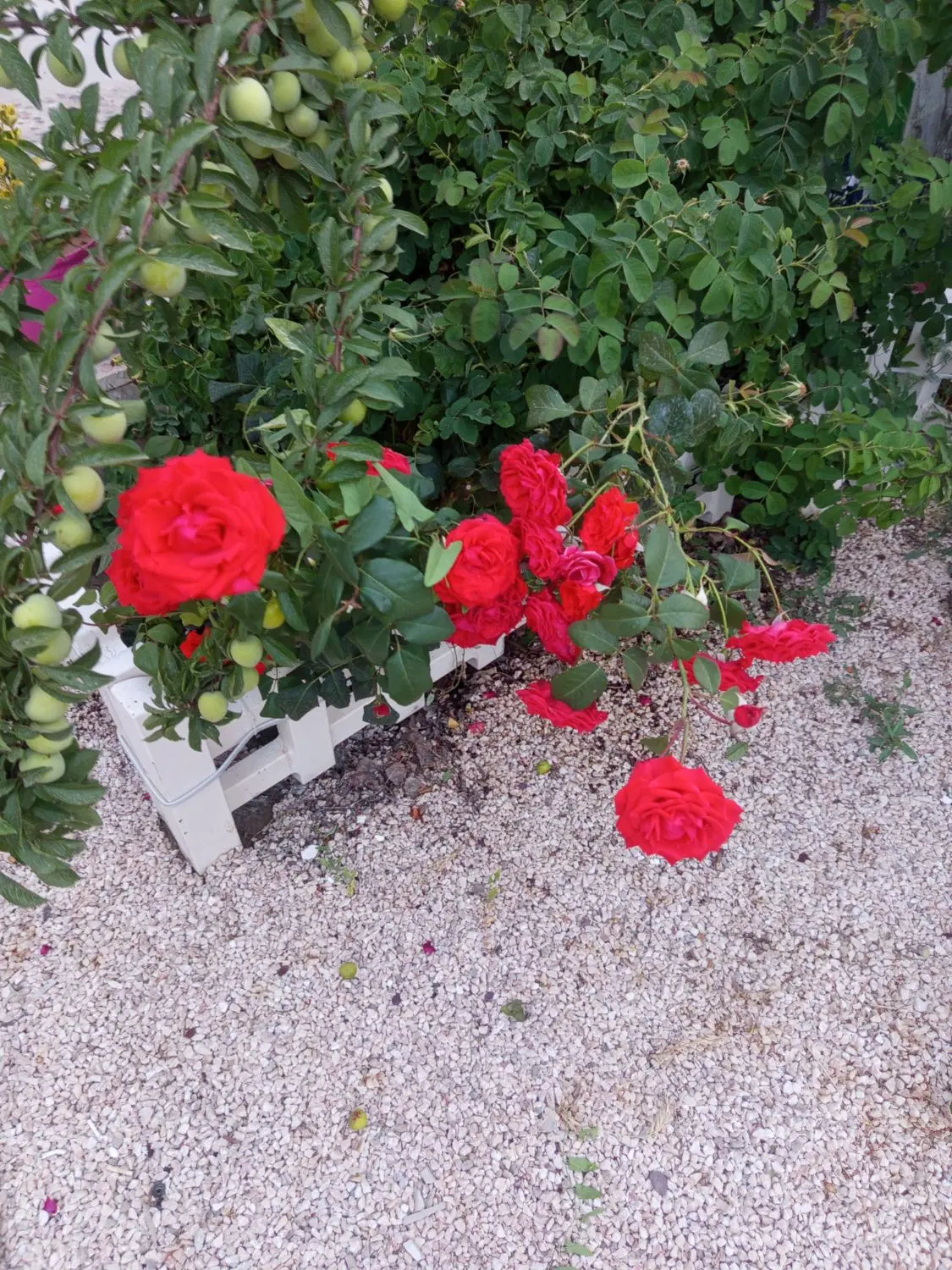 باغ ویلااجاره ای زرشک