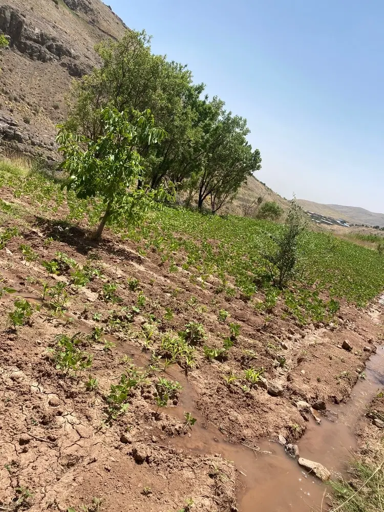 زمین  سند دار  همراه چشمه  قزوین روستای میانج