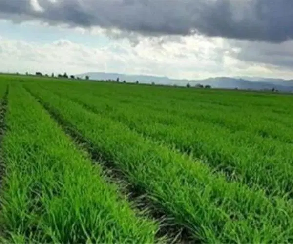 زمین کشاورزی شلمزار