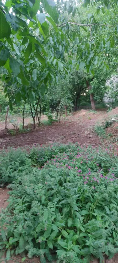 فروش باغ گردو