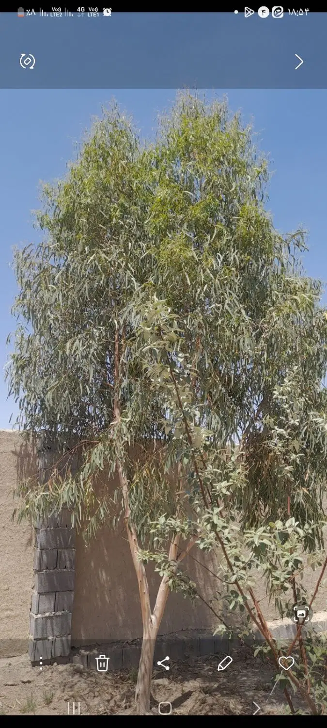 باغ ۷۰۰ متری سند شش دانگ