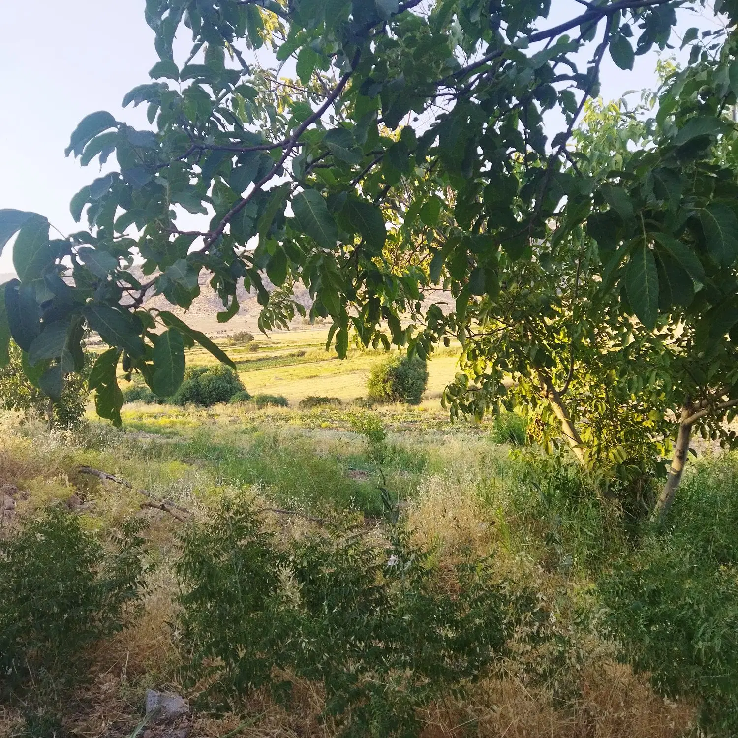 زمین کشاورزی خانه باغ