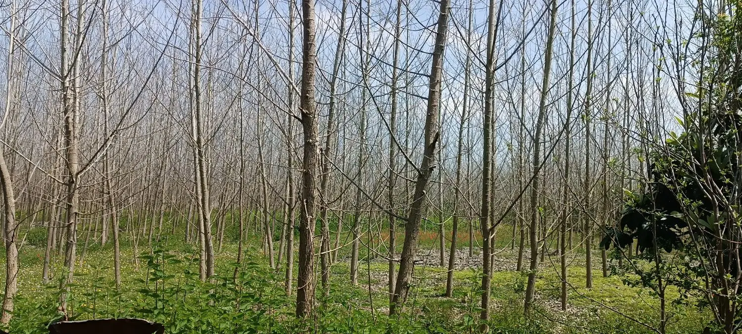 فروش زمین باغی داخل طرح هادی روستای
