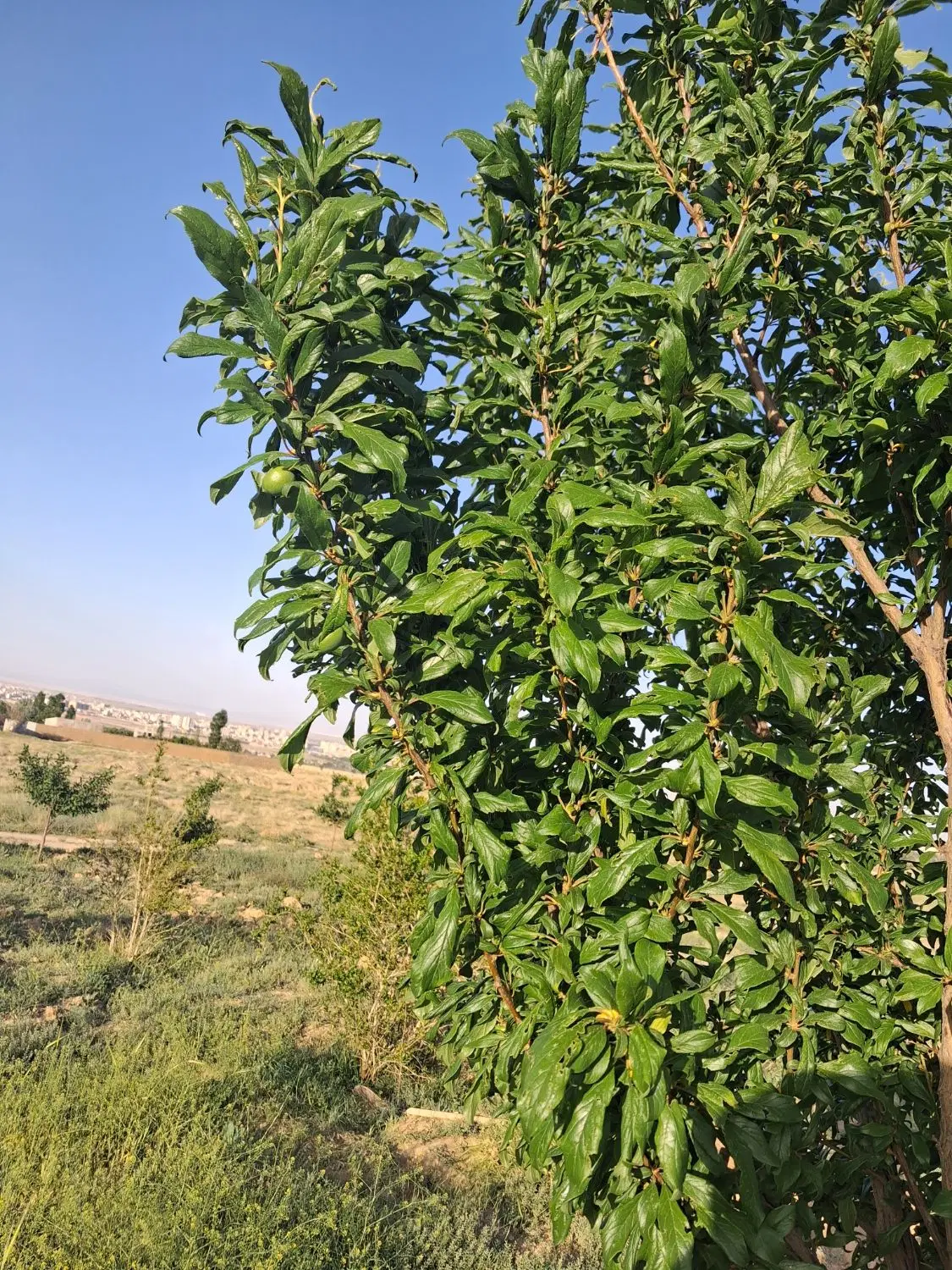 باغ فروشی