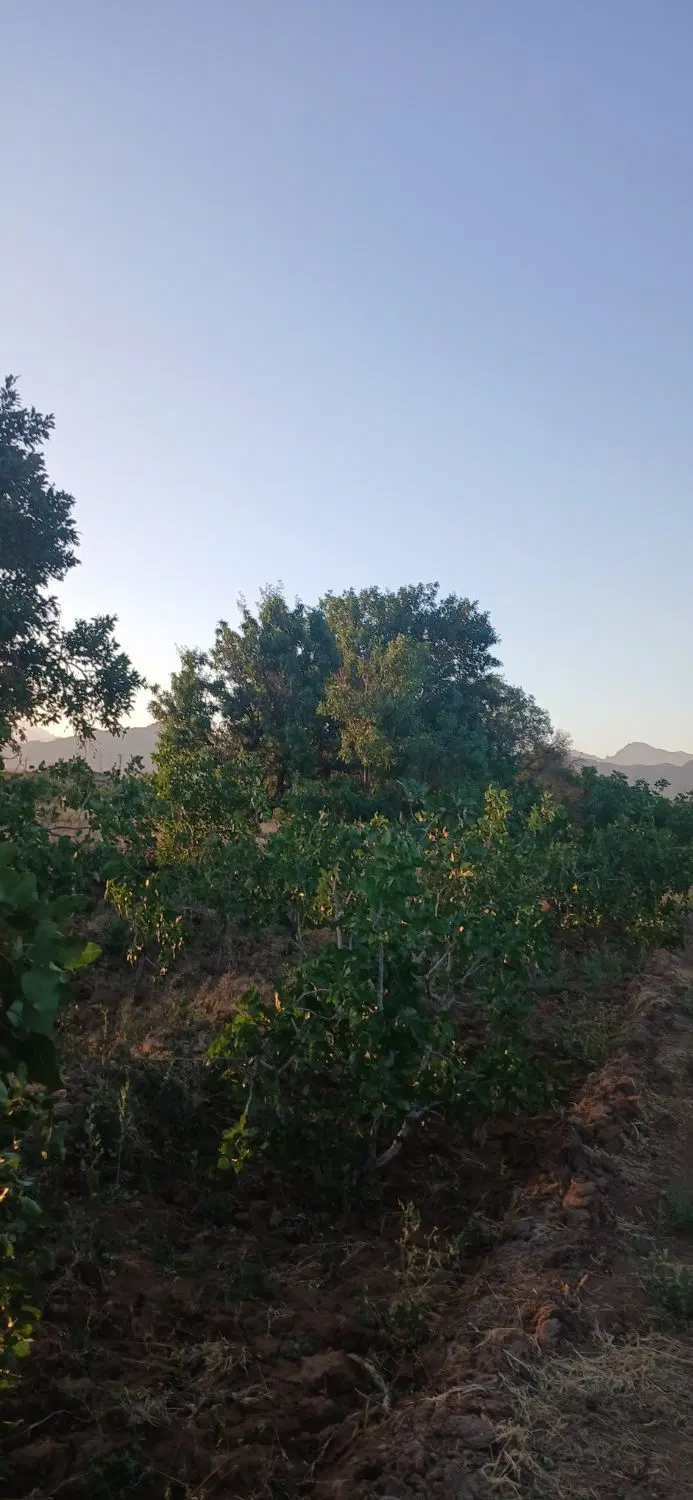 باغ  بادام وپسته