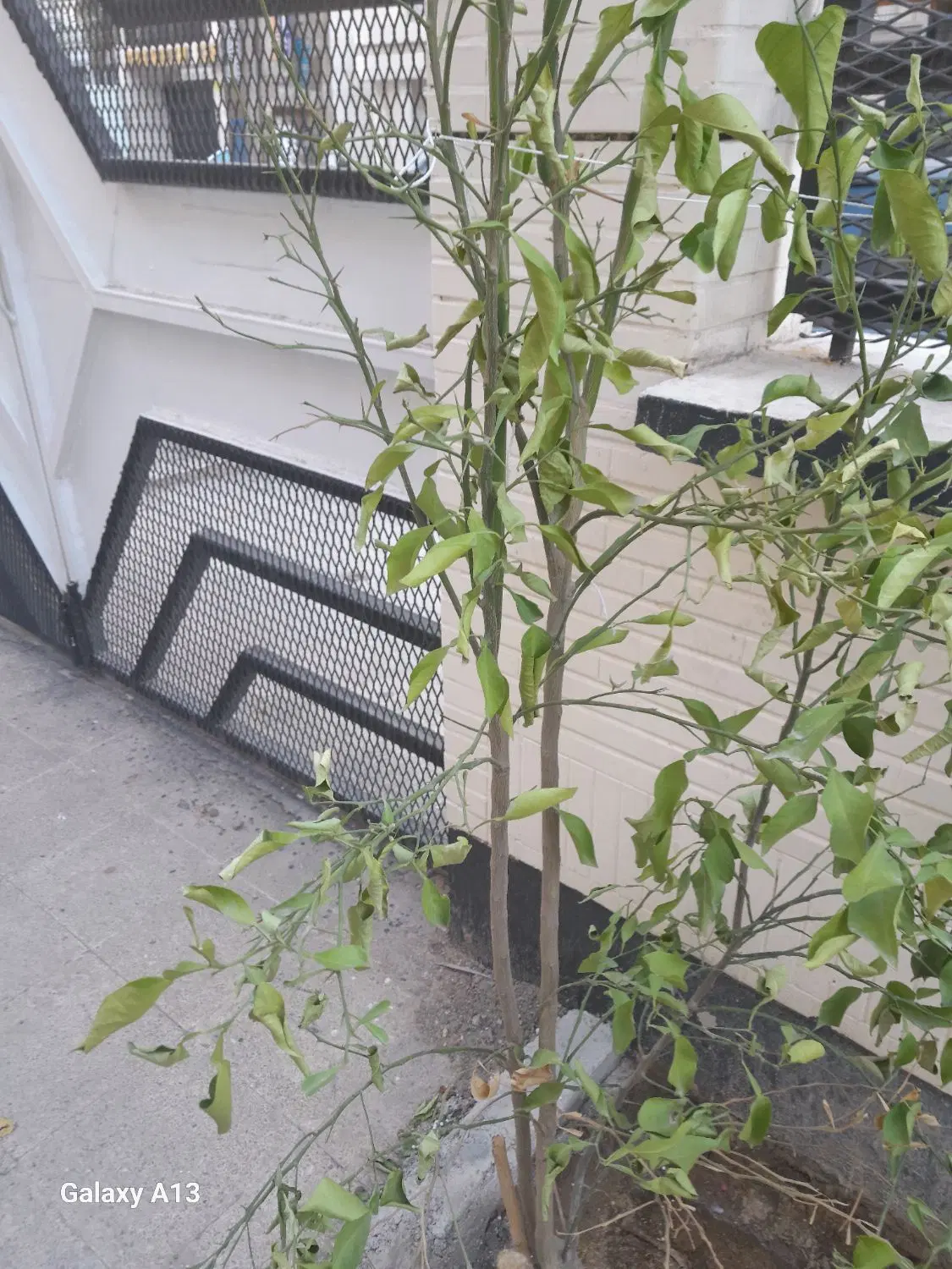 باغشهری 2000 متری