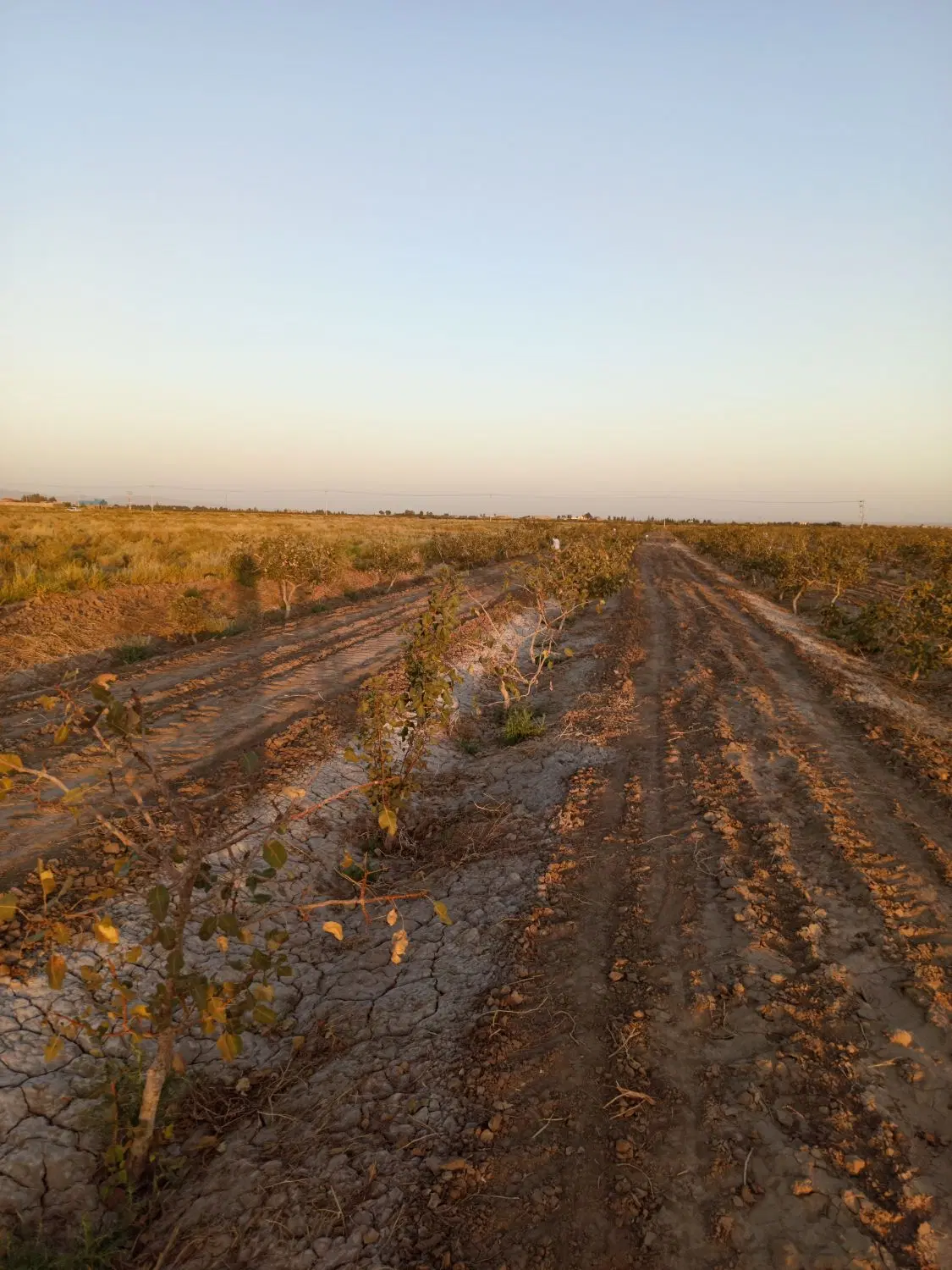 زمین پسته بازده
