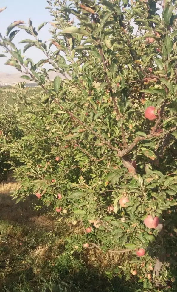 باغ